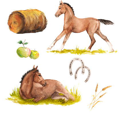 Watercolor illustration of bay horses on grass, horseshoes, hay, apples isolated set. Can be used as a print for things, clothers, postcards