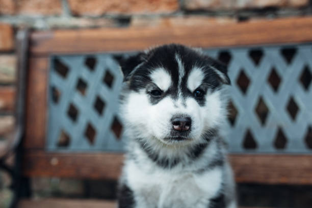 istock Little husky puppies playing outside 1421574247