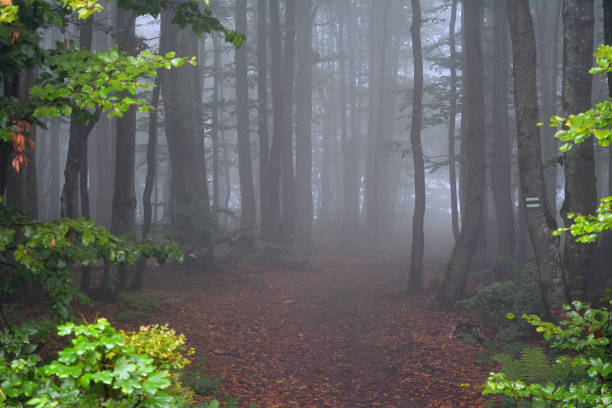 Thick fog in the forest - mountain trail.