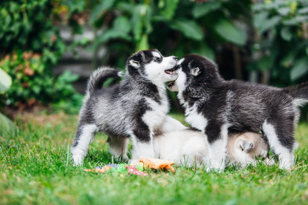 istock Little husky puppies playing outside 1421574725