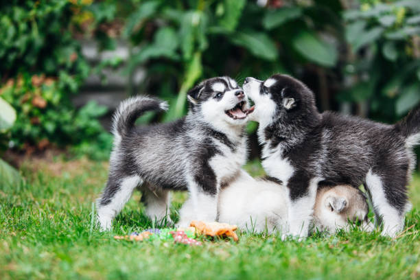 istock Little husky puppies playing outside 1421575371