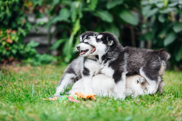 istock Little husky puppies playing outside 1421575372