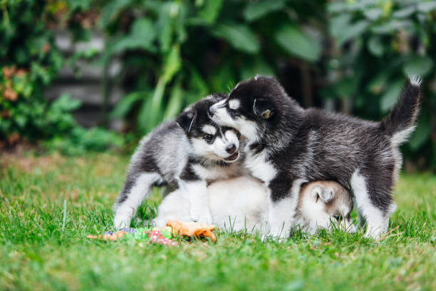 istock Little husky puppies playing outside 1421575376