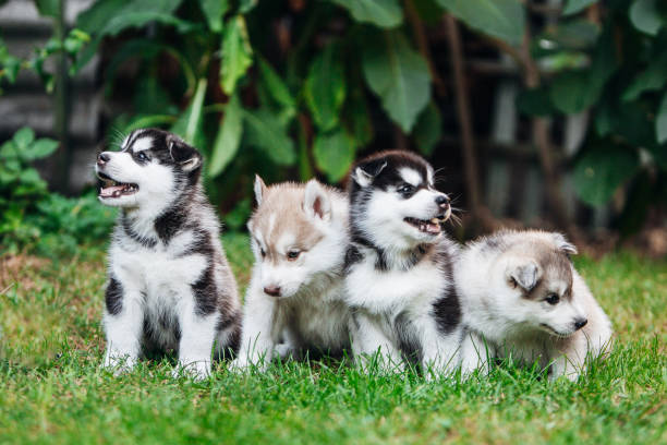 little husky puppies playing outside - 哈士奇 圖片 個照片及圖片檔