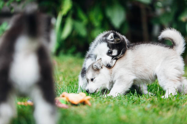 istock Little husky puppies playing outside 1421575795