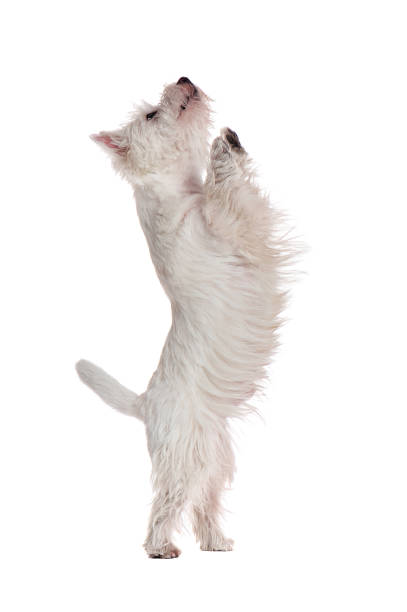 istock Begging west highland terrier isolated on white 1421577148