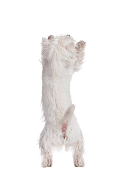 istock Begging west highland terrier view from behind 1421577149