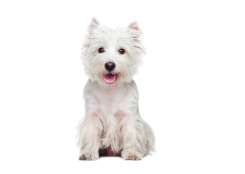 Front view portrait of a sitting west highland terrier