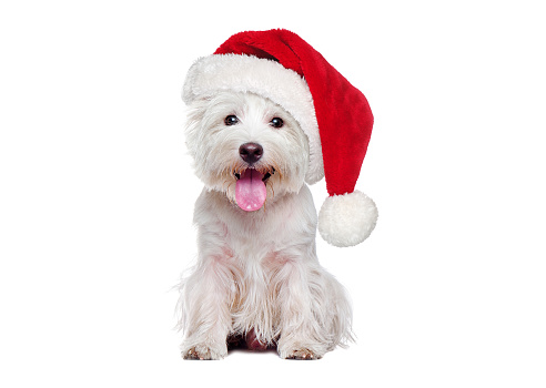 Full length of white west highland terrier wearing Christmas hat