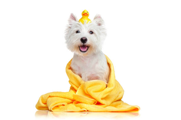 istock Happy dog after bath wrapped in a towel 1421577188