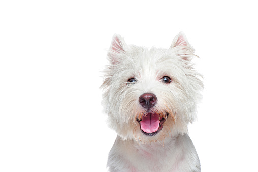 Happy white dog closeup portrait
