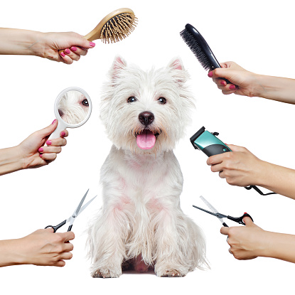 Pretty westhighland terrier puppy  and hands with groomer tools isolated on white
