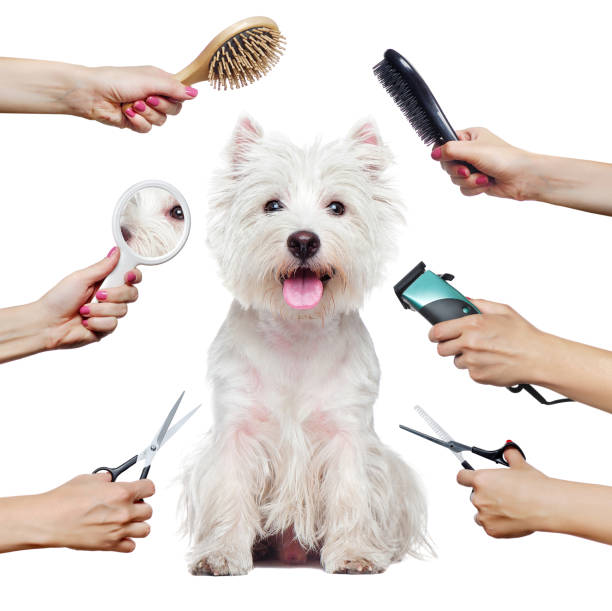 Pretty westhighland terrier puppy  and hands with groomer tools isolated on white Pretty westhighland terrier puppy  and hands with groomer tools isolated on white pet grooming salon stock pictures, royalty-free photos & images