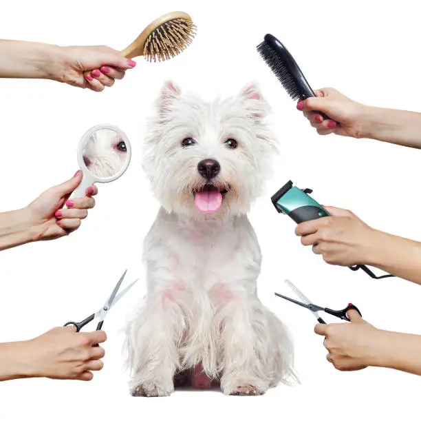 Photo of Pretty westhighland terrier puppy  and hands with groomer tools isolated on white