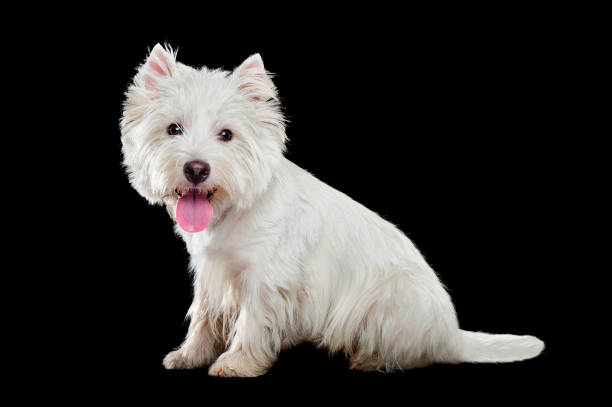 istock Side view of a sitting dog against black background 1421577239