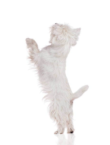istock Talented west highland terrier standing on hind legs 1421577272