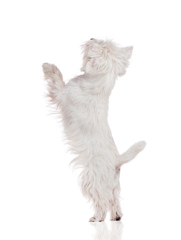 Talented west highland terrier standing on hind legs