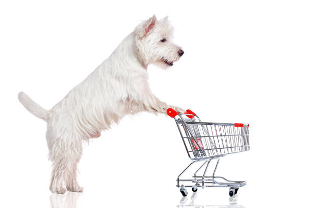 istock West highland terrier pushing the shopping trolley 1421577301