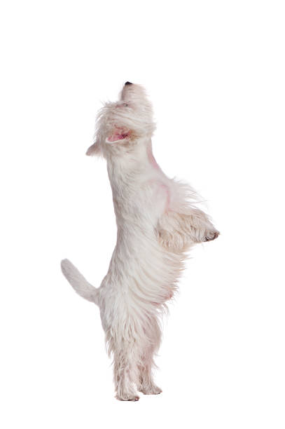 istock West highland terrier standing on hind legs against white background 1421577305