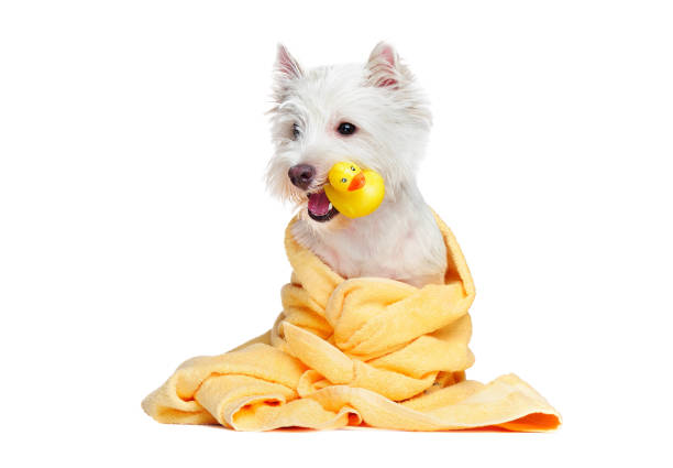 istock White dog after bathing holding rubber duck in the mouth 1421577335