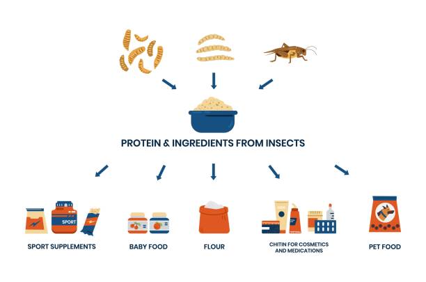 illustrazioni stock, clip art, cartoni animati e icone di tendenza di uso di proteine e ingredienti da insetti infografica banner. - farina insetti