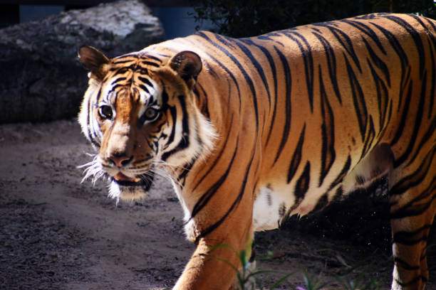 istock Portrait of a Beautiful Malayan Tiger 1421577953