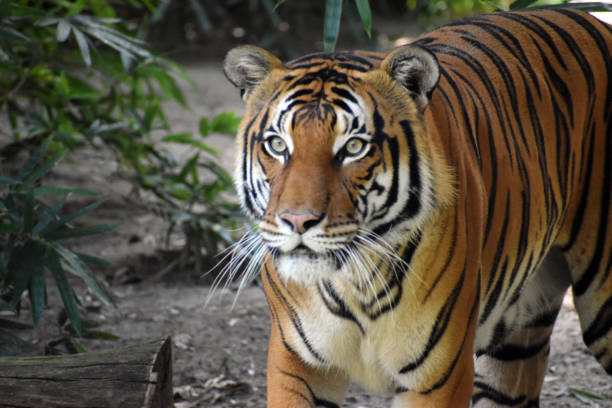 istock Portrait of a Malayan Tiger 1421578213