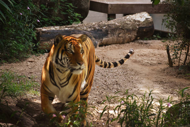 istock Portrait of a Malayan Tiger 1421579111