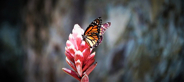 Butterfly on a tropical Caribbean flower