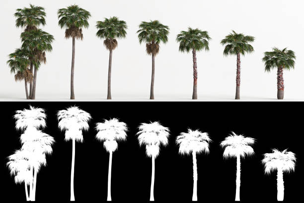 白く隔離されたワシントンのロブスタの木とそのマスクのセットの3dイラスト - palm tree tree isolated landscaped ストックフォトと画像
