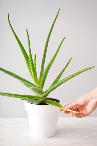 istock Aloe vera in pot on white wooden table, vertically. 1421579521