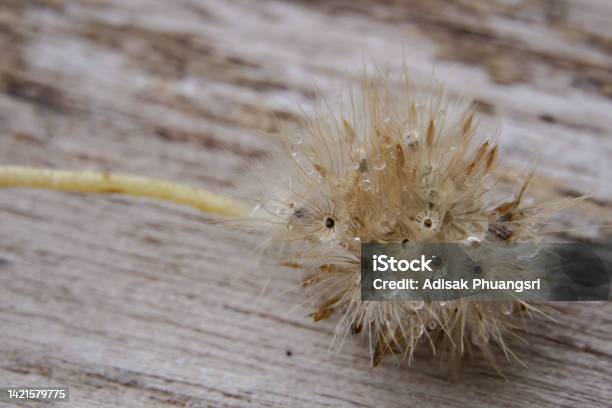 Early Morning Dandelion Seeds That Receive Rain Are Ready To Continue Propagating Into New Saplings Stock Photo - Download Image Now
