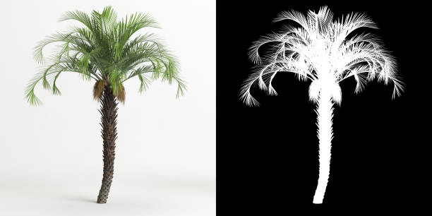 istock 3d illustration of Butia capitata tree isolated on white and its mask 1421580055