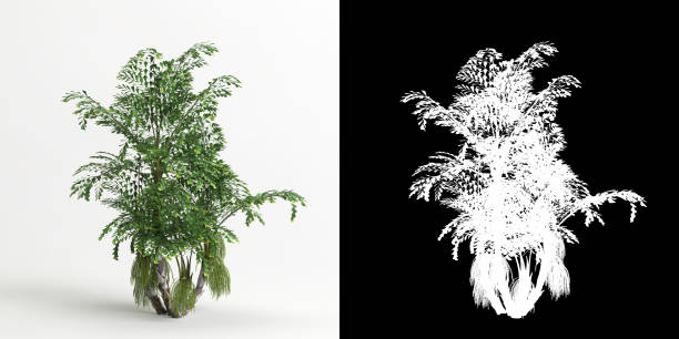 istock 3d illustration of Caryota mitis tree isolated on white and its mask 1421580281