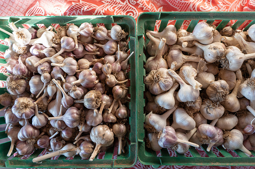 Small and large garlic are sorted into different containers, garlic harvest.