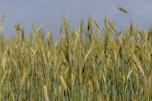 Ripe cereal crop plant in agricultural field