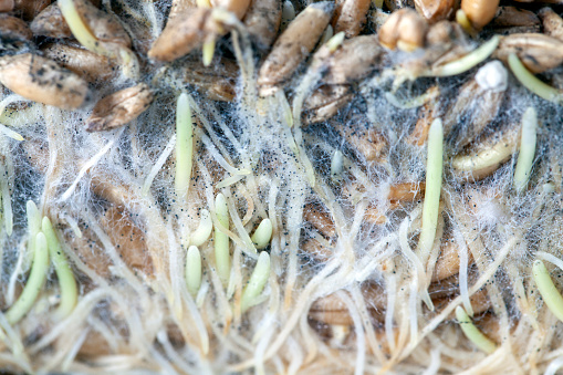 Sprouted wheat covered with mold and fungi, spoiled sprouted wheat that began to mold and rot