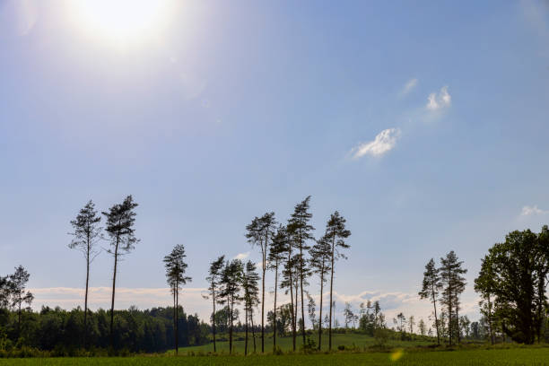 deforestation and timber harvesting in eastern Europe, felled and sawn trees in the summer
