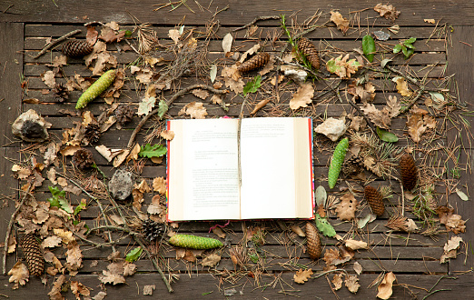 Autumn table,leaf,nature