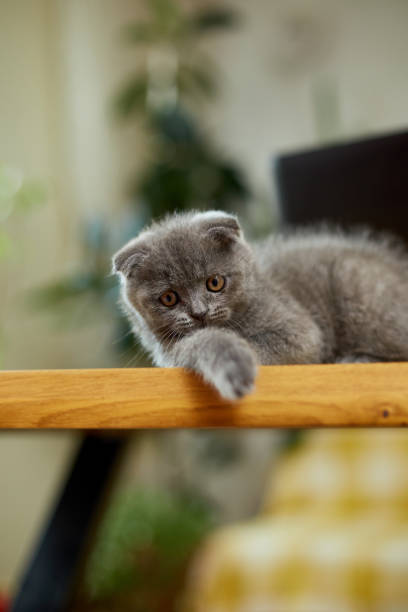 istock Cute playful scottish gray kitten on wooden table, workplace, 1421582540