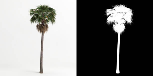 istock 3d illustration of Washingtonia robusta tree isolated on white and its mask 1421584125