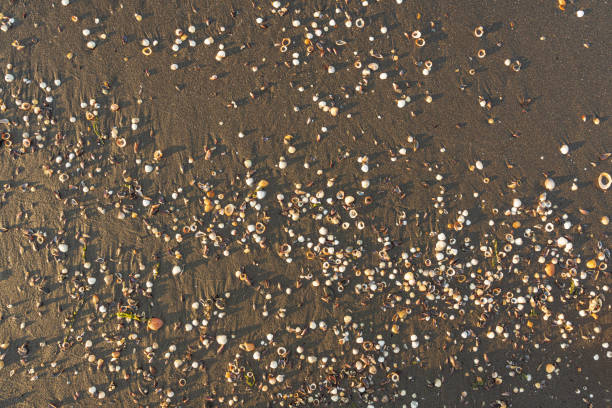 Texture of sea sand with shells