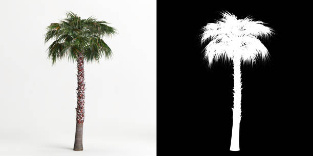 istock 3d illustration of Washingtonia robusta tree isolated on white and its mask 1421584348