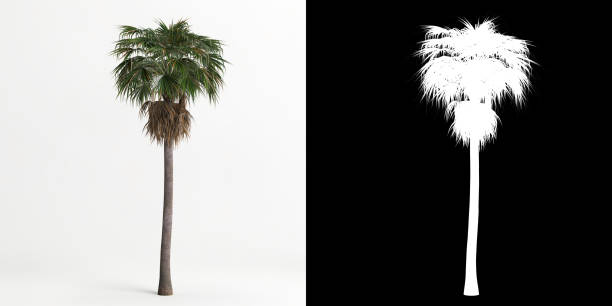 istock 3d illustration of Washingtonia robusta tree isolated on white and its mask 1421584356