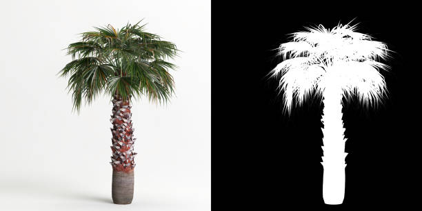 istock 3d illustration of Washingtonia robusta tree isolated on white and its mask 1421584364