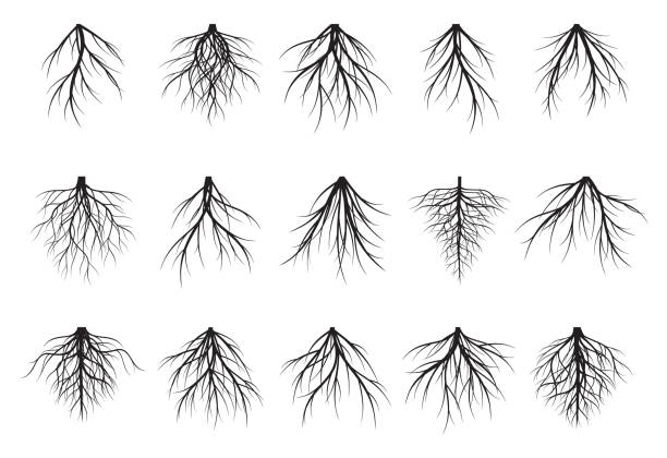 schwarze baumwurzeln. vektor-illustration. - naked tree stock-grafiken, -clipart, -cartoons und -symbole