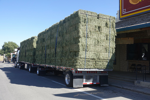 Fresh alfalfa bales loaded on a semi truck
