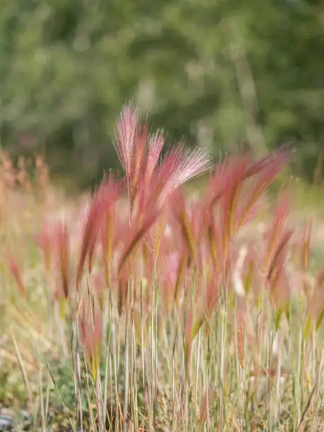 Bright pink foxtail grass seedheads blowing in breeze.in Alaskan countryside.