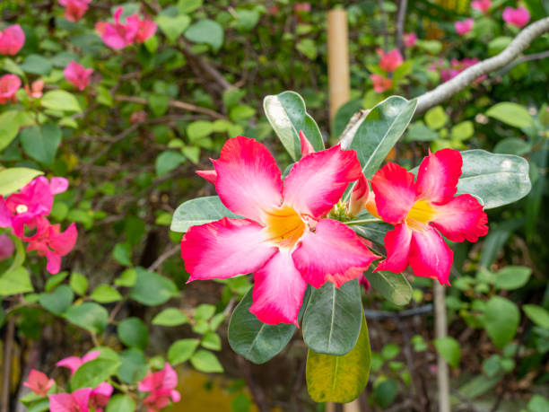 A Pair of Pink Flowers in a Garden Two pink and white flowers with five petals each on a perfect bloom closely shot on a bright sunny day. bunga sakura stock pictures, royalty-free photos & images