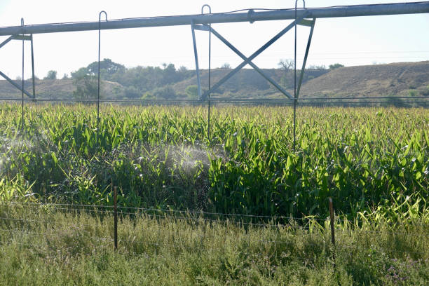 roue hydraulique irriguant un champ de maïs - corn crop irrigation equipment agriculture leaf photos et images de collection